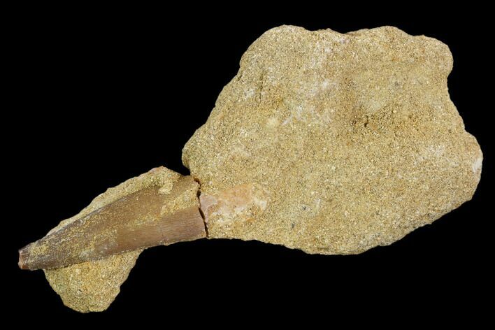 Bargain, Fossil Plesiosaur (Zarafasaura) Tooth - Morocco #127450